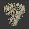 Natural Marine Coral Structure With Intricate Branches And Textured Surface