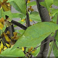 Tall Arbor With Green Leaves Trunk On Circular Lawn Gray Square Brick Ground Near Person