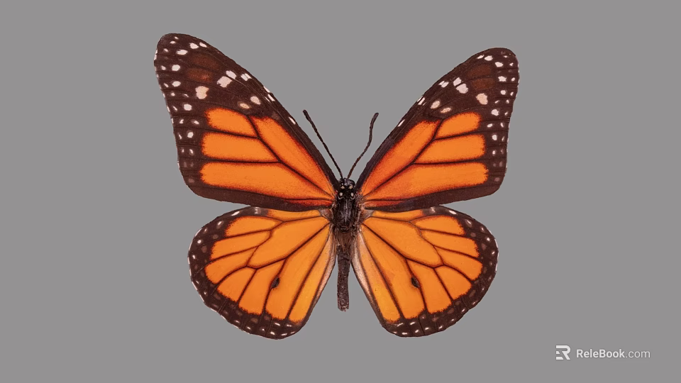 Vibrant Monarch Butterfly with Spread Orange Black Wings and White Spots 3d model 
