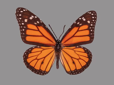 Vibrant Monarch Butterfly with Spread Orange Black Wings and White Spots 3d model
