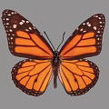 Vibrant Monarch Butterfly with Spread Orange Black Wings and White Spots