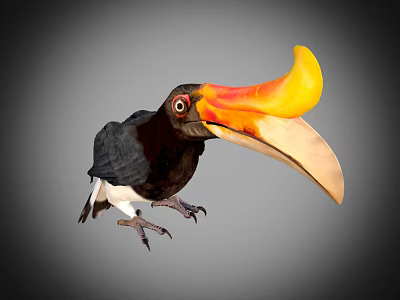Vibrant Hornbill With Large Orange And Yellow Beak And Black White Body On Gray Background 3d model