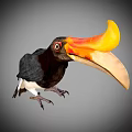Vibrant Hornbill With Large Orange And Yellow Beak And Black White Body On Gray Background