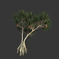 Tropical Tree With Palm Like Green Leaves Red Fruits White Trunks And Exposed Roots