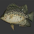 Light Colored Aquatic Fish Displaying Black Spots And Prominent Sharp Fins
