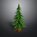 Natural Evergreen Pine Tree With Green Foliage And Brown Trunk Base