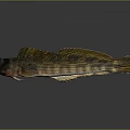 Striped Yellowish Brown Fish With Large Fins On Gray Background And Reflection