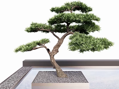 Bonsai Pine Tree in Square Pot with Gravel and Water Basin 3d model