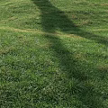 Lush Green Grass Field With Natural Tree Shadows In Sunlight