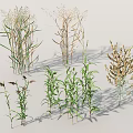 Different Varieties Of Shrubs With Green Foliage Various Heights And Shadows