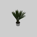 Lush Green Cycad Potted Plant With White Ceramic Pot And Dark Background