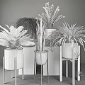 Various Bonsai Potted Plants in White Black Ceramic Pots on Wooden Stands