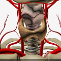 Human Organ System Anatomy Showing Thyroid Gland Cervical Vertebrae And Blood Vessels