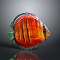 Vibrant Colored Discus Fish with Orange Black Stripes and Green Fins on Dark Background