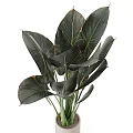 Large Dark Green Leaf Potted Plant With Red Veins In White Cylindrical Pot