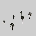 Diverse Arbor Specimens Featuring Various Palm Trees In Different Growth States On Black Background
