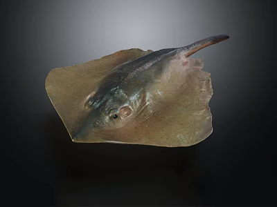 Detailed Ray Fish Specimen With Brown Body And Extended Tail 3d model