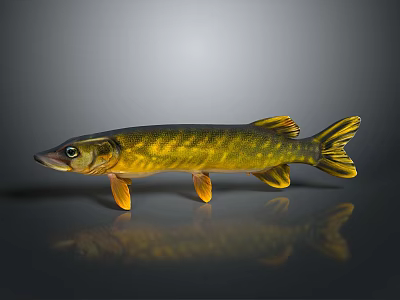 Yellow and Green Striped Pike Fish With Elongated Body Fins And Reflection On Gray Background 3d model