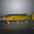 Yellow and Green Striped Pike Fish With Elongated Body Fins And Reflection On Gray Background