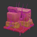 Anatomical Model of Skin Structure Showing Layers Hair Follicle and Blood Vessels
