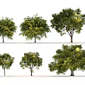 Various Arbor Trees With Lush Green Foliage And Different Crown Shapes 3d model