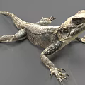 Reptile Lizard With Extended Limbs And Detailed Scaly Skin Resting On Gray Surface