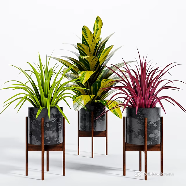 Colorful Potted Bonsai Plants With Green Yellow Purple Leaves In Black Pots On Wooden Stands 3d model 