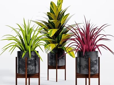 Colorful Potted Bonsai Plants With Green Yellow Purple Leaves In Black Pots On Wooden Stands 3d model