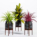 Colorful Potted Bonsai Plants With Green Yellow Purple Leaves In Black Pots On Wooden Stands