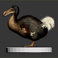 Dodo Bird Model With Detailed Feathers Standing On White Circular Base 3d model