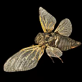Flying Insect Cicada With Transparent Veined Wings And Dark Exoskeleton Body