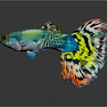 Colorful Guppy Fish Swimming With Vibrant Green Blue Yellow And Orange Tail Patterns
