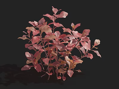 Lush Aquatic Plants With Pink Red Leaves For Ornamental Water Garden 3d model