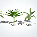 Different Types of Potted Arbor Trees With Various Leaf Shapes And Shadows