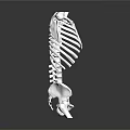 Anatomical Human Skeleton Model With Spine And Ribs For Medical Teaching