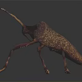 Modern beetle edge chaub beetle 3d model