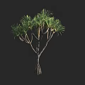 Arbor with Lush Green Palm Like Leaves and Strong Trunk Structure
