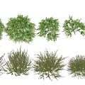 Different Types of Flowering Shrubs With White Blossoms and Green Foliage
