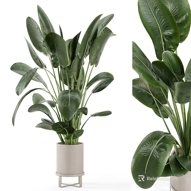 Indoor Potted Plant With Large Green Leaves In White Ceramic Pot For Home Decor 3d model 