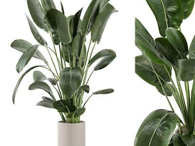 Indoor Potted Plant With Large Green Leaves In White Ceramic Pot For Home Decor 3d model