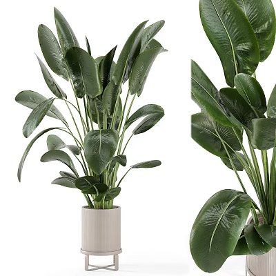 Indoor Potted Plant With Large Green Leaves In White Ceramic Pot For Home Decor 3d model