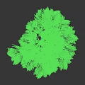 Tall Deciduous Tree with Lush Green Foliage and Sturdy Brown Trunk Isolated on Dark Backdrop
