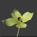 Light Green Orchid With Star Shaped Petals And Deep Red Center On Deep Blue Background