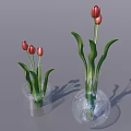 Transparent Vase With Red And Pink Tulips And Green Leaves