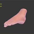 Medical Device Anatomical Foot Model Designed For Medical Training And Education