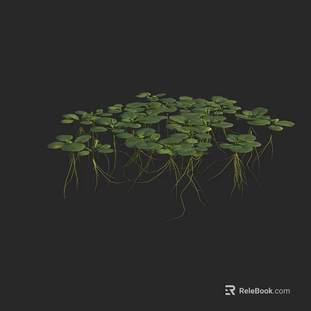 Green Duckweed With Round Leaves And Long Thin Yellow Roots On Black Background 3d model 