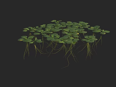 Green Duckweed With Round Leaves And Long Thin Yellow Roots On Black Background 3d model