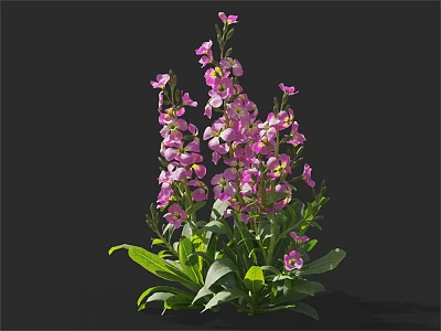 Beautiful Pink Flowers With Green Leaves Lush Dense Blooms Garden Plant 3d model