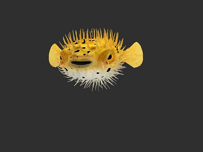 Yellow Pufferfish With Spines And Inflated Body In Dark Background 3d model