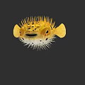 Yellow Pufferfish With Spines And Inflated Body In Dark Background